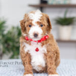 Nemo | Red Poodle for sale