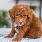 Nevin | Red Poodle for sale