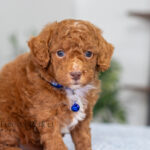 Nevin | Red Poodle for sale