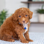 Nevin | Red Poodle for sale