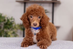 Nevin Male Poodle