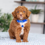 Nevin | Red Poodle for sale