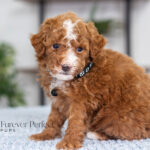 Nicky | Red Poodle for sale