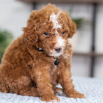 Nicky | Red Poodle for sale
