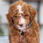 Nicky | Red Poodle for sale