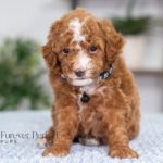 Nicky | Red Poodle for sale