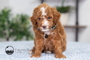Nicky Male Poodle