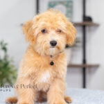 Nixon | Ruby Maltipoo for sale