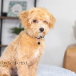 Nixon | Ruby Maltipoo for sale