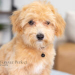 Nixon | Ruby Maltipoo for sale