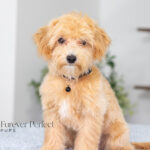 Nixon | Ruby Maltipoo for sale