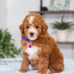Nova | Red Poodle for sale