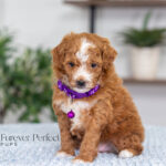Nova | Red Poodle for sale