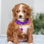 Nova | Red Poodle for sale