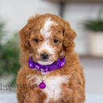 Nova | Red Poodle for sale