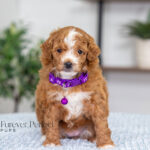 Nova | Red Poodle for sale