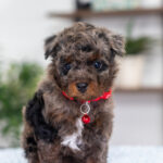 Razzo | Blue Merle & Tan Poodle for sale