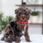 Razzo | Blue Merle & Tan Poodle for sale