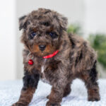 Razzo | Blue Merle & Tan Poodle for sale