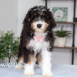 Rosie | Tri Bernedoodle for sale