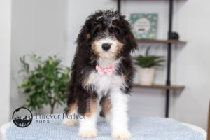 Rosie Female Bernedoodle