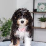 Rosie | Tri Bernedoodle for sale