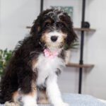 Rosie | Tri Bernedoodle for sale