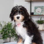 Rosie | Tri Bernedoodle for sale