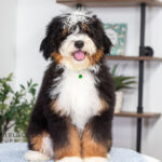 Rover | Tri Bernedoodle for sale