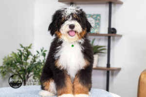 Rover Male Bernedoodle