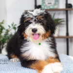 Rover | Tri Bernedoodle for sale