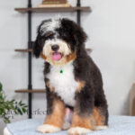 Rover | Tri Bernedoodle for sale