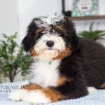 Rover | Tri Bernedoodle for sale