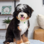 Rover | Tri Bernedoodle for sale