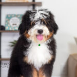 Rover | Tri Bernedoodle for sale