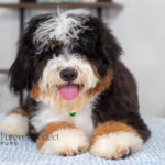 Rover | Tri Bernedoodle for sale