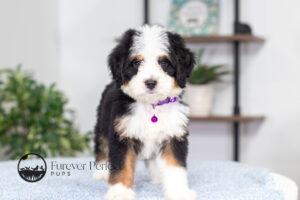 Addie Female Bernedoodle