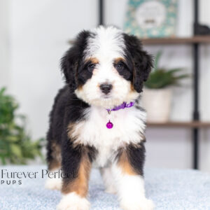Addie (1)