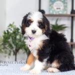 Addie | Tri F1 Bernedoodle for sale