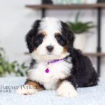 Addie | Tri Bernedoodle for sale