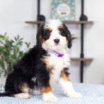 Addie | Tri F1 Bernedoodle for sale