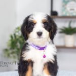 Addie | Tri F1 Bernedoodle for sale