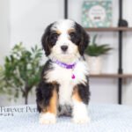 Addie | Tri F1 Bernedoodle for sale