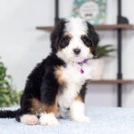 Addie | Tri Bernedoodle for sale