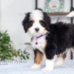 Addie | Tri Bernedoodle for sale