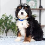 Alex | Tri F1 Bernedoodle for sale