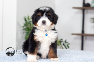Alex Male Bernedoodle