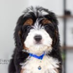 Alex | Tri F1 Bernedoodle for sale