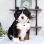 Alex | Tri Bernedoodle for sale