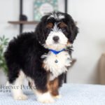 Alex | Tri F1 Bernedoodle for sale